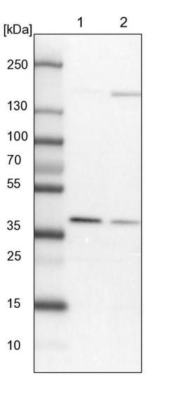 Invitrogen WDR92 Polyclonal Antibody 100 &mu;L; Unconjugated:Antibodies,