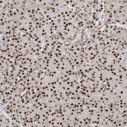 Invitrogen PPIL2 Polyclonal Antibody 100 &mu;L; Unconjugated:Antibodies,