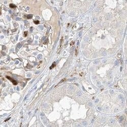 Invitrogen ARHGAP25 Polyclonal Antibody 100 &mu;L; Unconjugated:Antibodies,