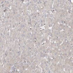 Invitrogen proCNP Polyclonal Antibody 100 &mu;L | Buy Online | Invitrogen&trade; | Fisher Scientific