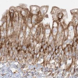 Invitrogen NDUFAF3 Polyclonal Antibody 100 &mu;L; Unconjugated:Antibodies,