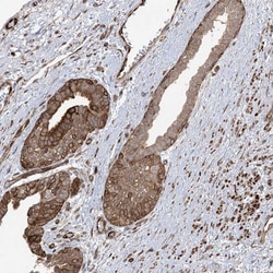 Invitrogen SOGA3 Polyclonal Antibody 100 &mu;L; Unconjugated:Antibodies,