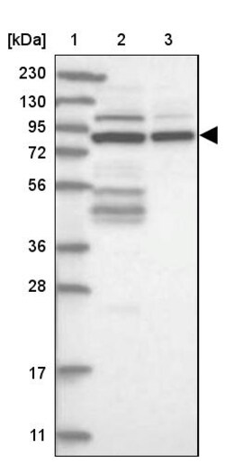 Invitrogen SOGA3 Polyclonal Antibody 100 &mu;L; Unconjugated:Antibodies,