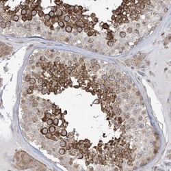 Invitrogen SOGA3 Polyclonal Antibody 100 &mu;L; Unconjugated:Antibodies,