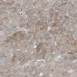 Invitrogen THNSL2 Polyclonal Antibody 100 &mu;L; Unconjugated:Antibodies,