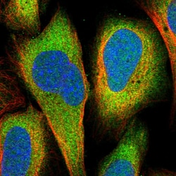 Invitrogen DHX36 Polyclonal Antibody 100 &mu;L; Unconjugated:Antibodies,