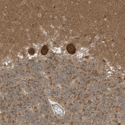 Invitrogen DHX36 Polyclonal Antibody 100 &mu;L; Unconjugated:Antibodies,