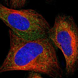 Invitrogen CCDC24 Polyclonal Antibody 100 &mu;L; Unconjugated:Antibodies,