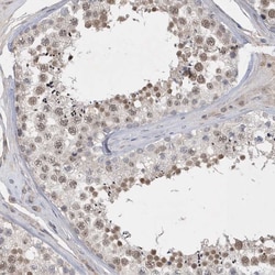 Invitrogen FAM217A Polyclonal Antibody 100 &mu;L; Unconjugated:Antibodies,