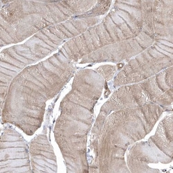 Invitrogen GTPBP6 Polyclonal Antibody 100 &mu;L; Unconjugated:Antibodies,