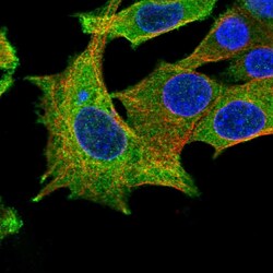 Invitrogen EHBP1 Polyclonal Antibody 100 &mu;L; Unconjugated:Antibodies,
