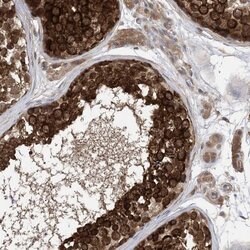 Invitrogen EHBP1 Polyclonal Antibody 100 &mu;L; Unconjugated:Antibodies,