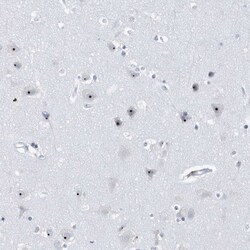 Invitrogen BXDC1 Polyclonal Antibody 100 &mu;L; Unconjugated:Antibodies,