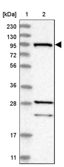 Invitrogen RIN1 Polyclonal Antibody 100 &mu;L | Buy Online | Invitrogen&trade; | Fisher Scientific