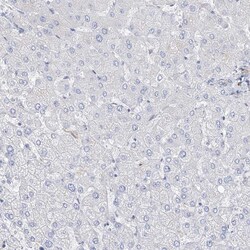 Invitrogen TTC21B Polyclonal Antibody 100 &mu;L; Unconjugated:Antibodies,