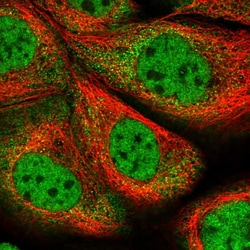 Invitrogen ZNF500 Polyclonal Antibody 100 &mu;L; Unconjugated:Antibodies,
