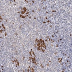 Invitrogen GMPPA Polyclonal Antibody 100 &mu;L; Unconjugated:Antibodies,
