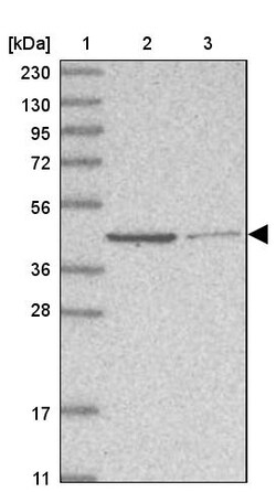 Invitrogen GMPPA Polyclonal Antibody 100 &mu;L; Unconjugated:Antibodies,