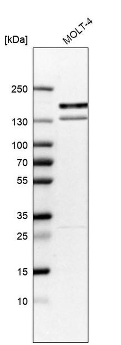 Invitrogen KIF15 Polyclonal Antibody 100 &mu;L; Unconjugated:Anticuerpos