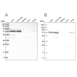 PPM1G Polyclonal Antibody, Invitrogen 100 &mu;L; Unconjugated:Antibodies,