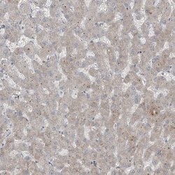 Invitrogen RASGEF1A Polyclonal Antibody 100 &mu;L; Unconjugated:Antibodies,