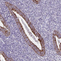 TRH Polyclonal Antibody, Invitrogen&trade; 100 &mu;L; Unconjugated 