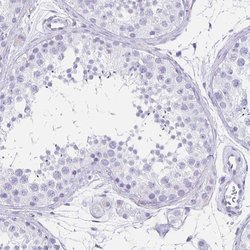 Invitrogen TRH Polyclonal Antibody 100 &mu;L; Unconjugated:Antibodies,