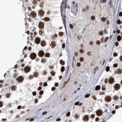 Invitrogen SCAF8 Polyclonal Antibody 100 &mu;L; Unconjugated:Antibodies,