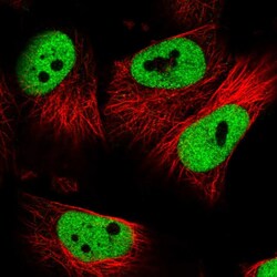 Invitrogen SCAF8 Polyclonal Antibody 100 &mu;L; Unconjugated:Antibodies,