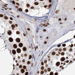 Invitrogen SCAF8 Polyclonal Antibody 100 &mu;L; Unconjugated:Antibodies,