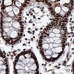Invitrogen SCAF8 Polyclonal Antibody 100 &mu;L; Unconjugated:Antibodies,