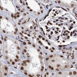 Invitrogen SCAF8 Polyclonal Antibody 100 &mu;L; Unconjugated:Antibodies,