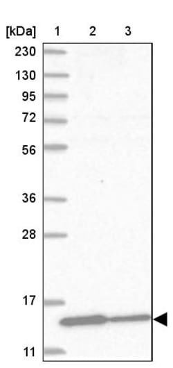 Invitrogen Profilin 2 Polyclonal Antibody 100 &mu;L; Unconjugated:Antibodies,
