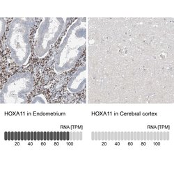 Invitrogen HOXA11 Polyclonal Antibody 100 &mu;L | Buy Online | Invitrogen&trade; | Fisher Scientific
