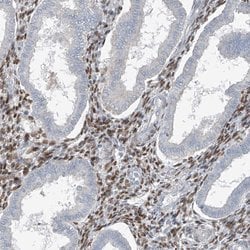 Invitrogen HOXA11 Polyclonal Antibody 100 &mu;L | Buy Online | Invitrogen&trade; | Fisher Scientific