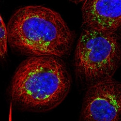 Invitrogen AARS2 Polyclonal Antibody 100 &mu;L; Unconjugated:Antibodies,