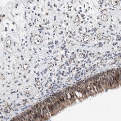 Invitrogen TMEM132B Polyclonal Antibody 100 &mu;L; Unconjugated:Antibodies,