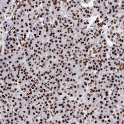 Invitrogen PCDHA3 Polyclonal Antibody 100 &mu;L | Buy Online | Invitrogen&trade; | Fisher Scientific