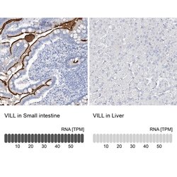 Invitrogen VILL Polyclonal Antibody 100 &mu;L; Unconjugated:Antibodies,