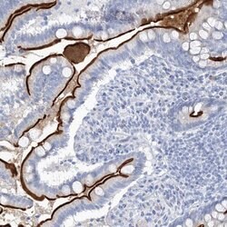 Invitrogen VILL Polyclonal Antibody 100 &mu;L; Unconjugated:Antibodies,