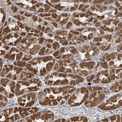 Invitrogen HDDC2 Polyclonal Antibody 100 &mu;L; Unconjugated:Antibodies,