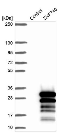 ZNF740 Polyclonal Antibody, Invitrogen 100 &mu;L; Unconjugated:Antibodies,