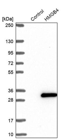 Invitrogen HMGB4 Polyclonal Antibody 100 &mu;L; Unconjugated:Antibodies,