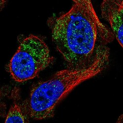 Invitrogen CES4A Polyclonal Antibody 100 &mu;L; Unconjugated:Antibodies,