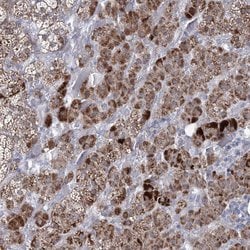 Invitrogen CES4A Polyclonal Antibody 100 &mu;L; Unconjugated:Antibodies,