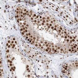 Invitrogen OFCC1 Polyclonal Antibody 100 &mu;L; Unconjugated:Antibodies,