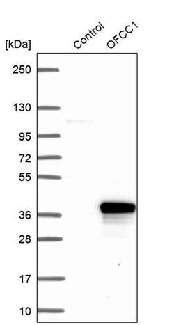 Invitrogen OFCC1 Polyclonal Antibody 100 &mu;L; Unconjugated:Antibodies,