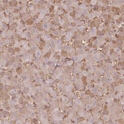 Invitrogen SERC1 Polyclonal Antibody 100 &mu;L; Unconjugated:Antibodies,
