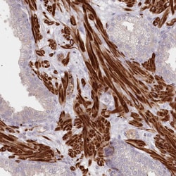 Invitrogen SERC1 Polyclonal Antibody 100 &mu;L; Unconjugated:Antibodies,