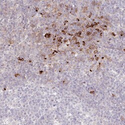 Invitrogen SERC1 Polyclonal Antibody 100 &mu;L; Unconjugated:Antibodies,